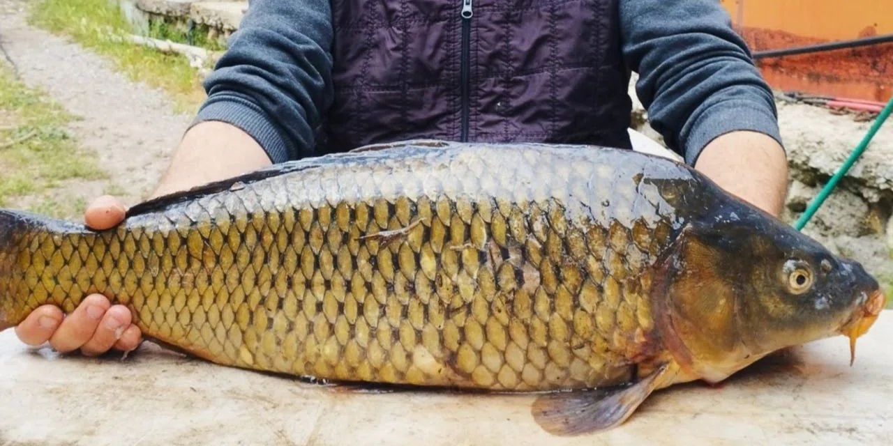 Tam 7 kilo: Tarlada yakaladı, görenler şaşkınlıklarını gizleyemedi