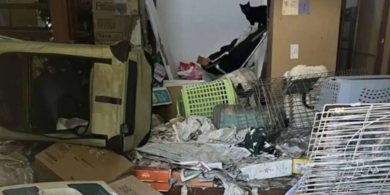 Hayvan koruma gönüllüsünün evinden 100 ölü kedi