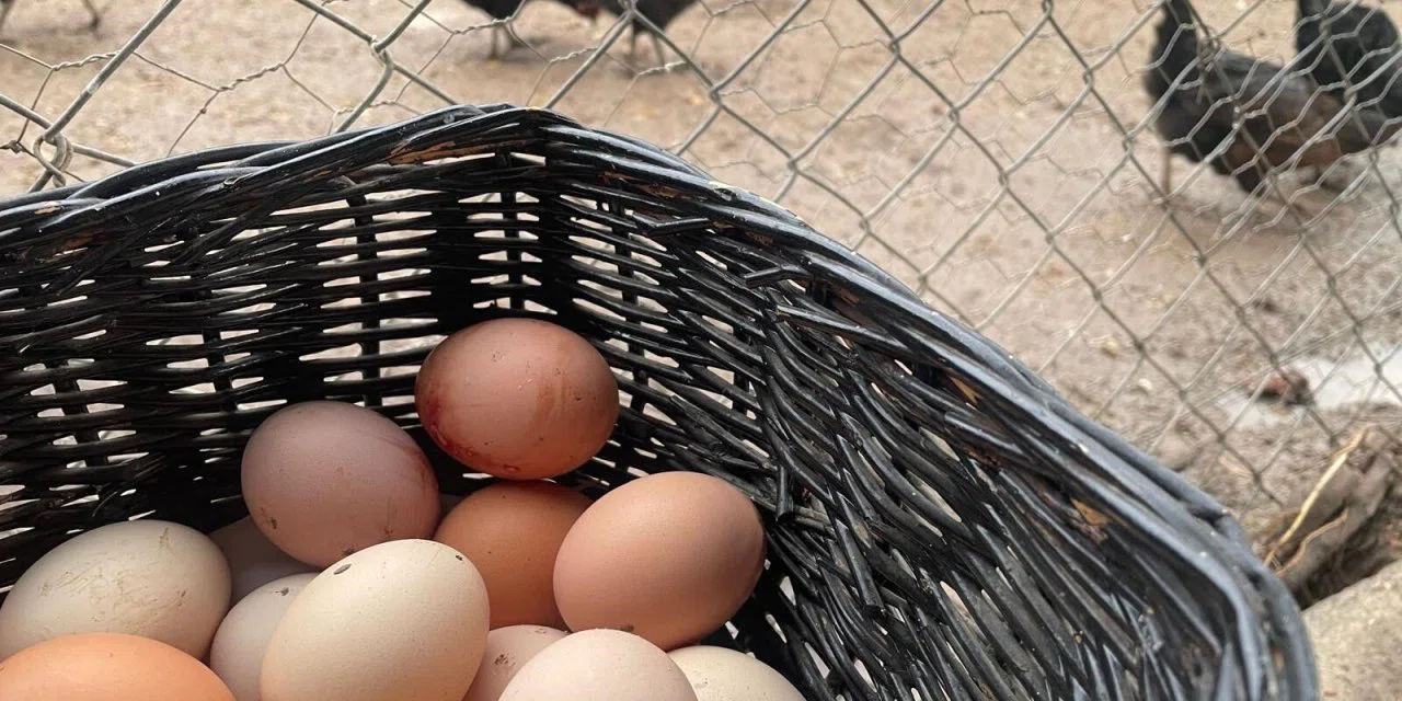 Vatandaş yakında yumurta yiyemeyecek