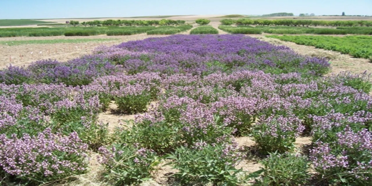 Zenginliğin yeni adı: Tıbbi aromatik bitki tarımı