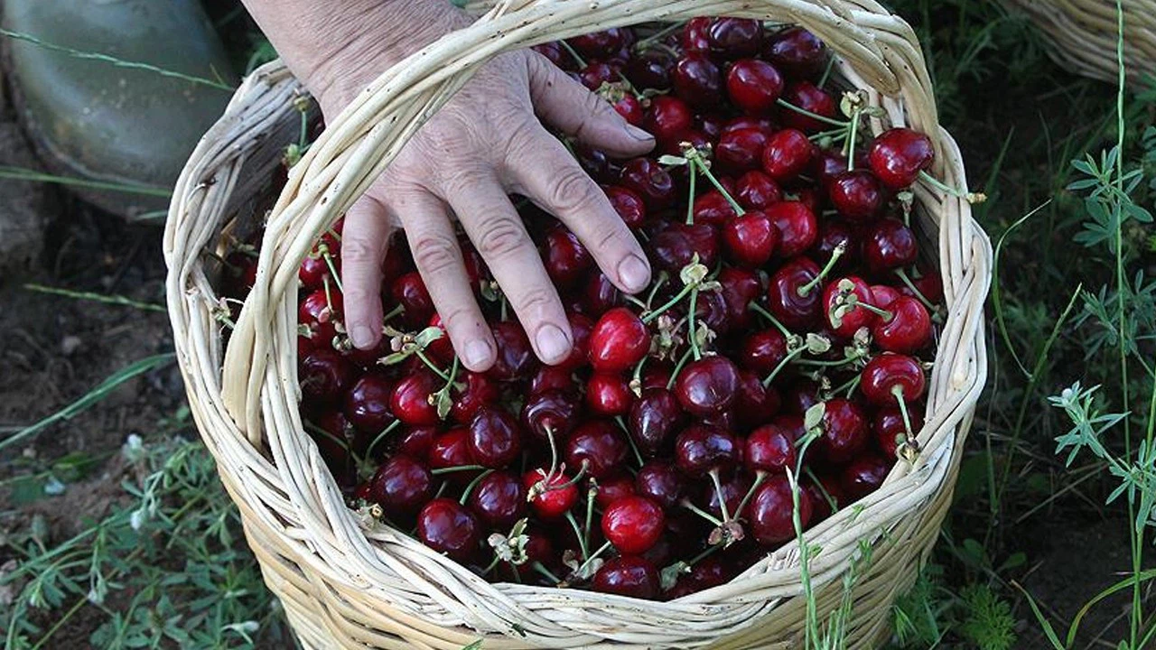 Konya'nın ilk kiraz hasadı gerçekleşti. Kilosu 300 TL'den satılıyor