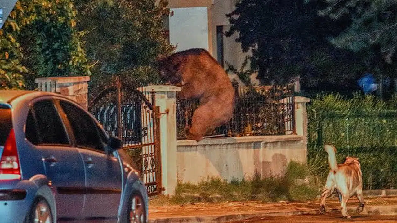 Başkent sokaklarında ayı gezdi