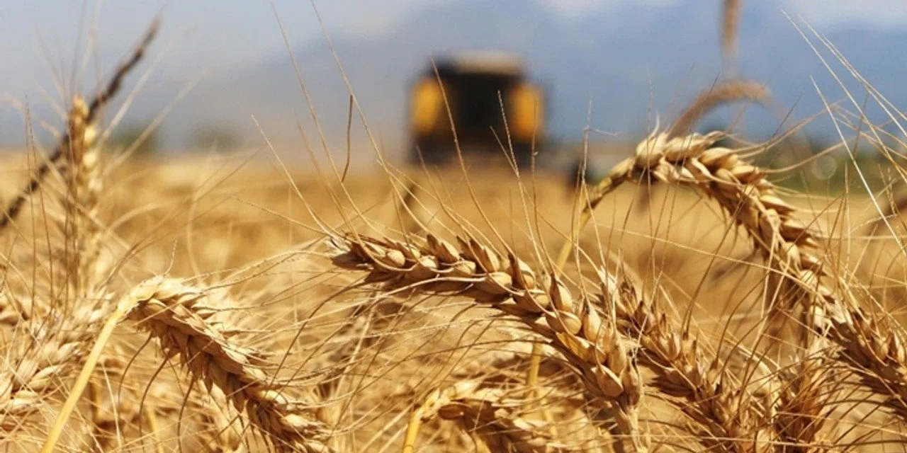 Karapınar'da 2025 hububat hasat sezonu açıldı