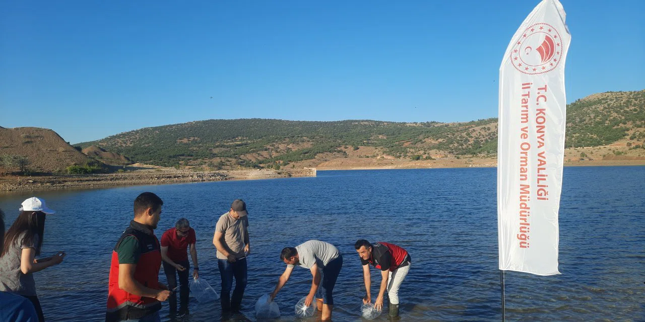Kuruyan göllere inat  Konya'da baraj ve göletler yavru sazan balıkları ile buluştu