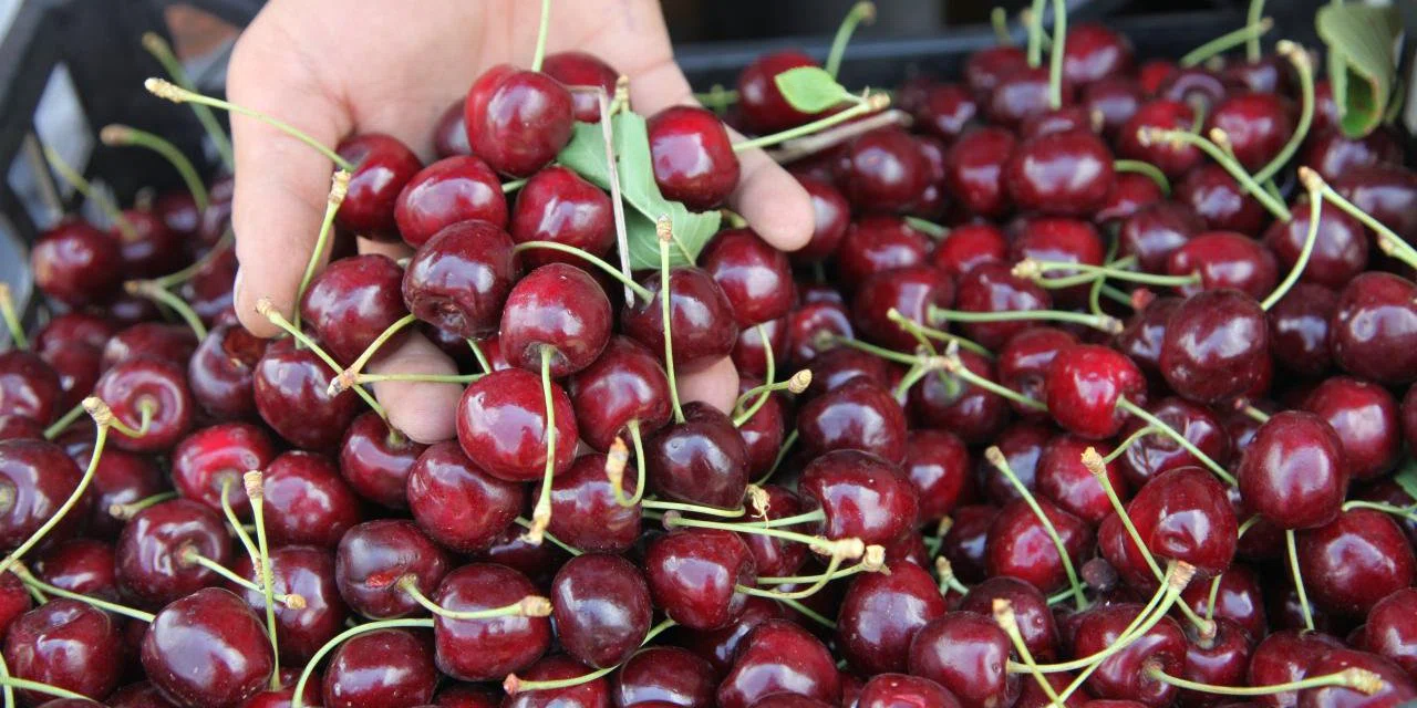 Konya'nın dünyanın onlarca ülkesine gönderdiği meyvede ihracat yüzde 90 düştü