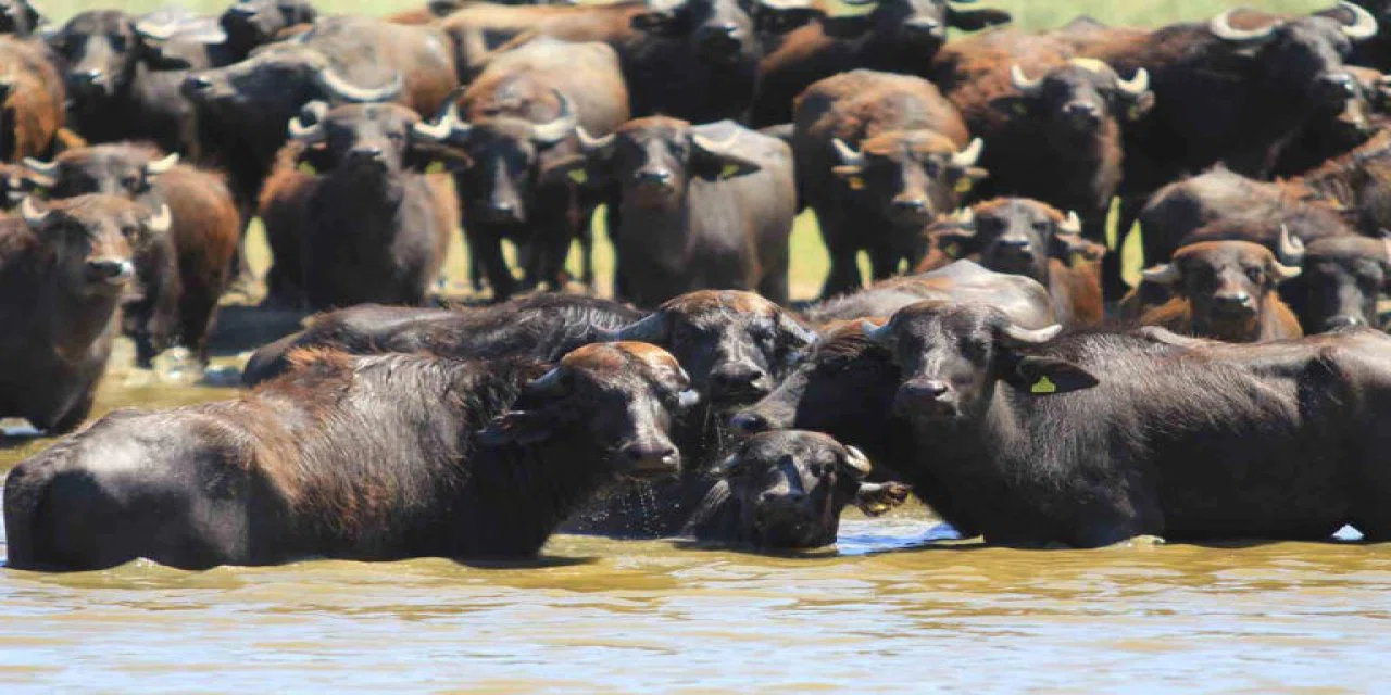 Herkes Afrika savanası zannediyor ama değil: Burası çok özel bir yer