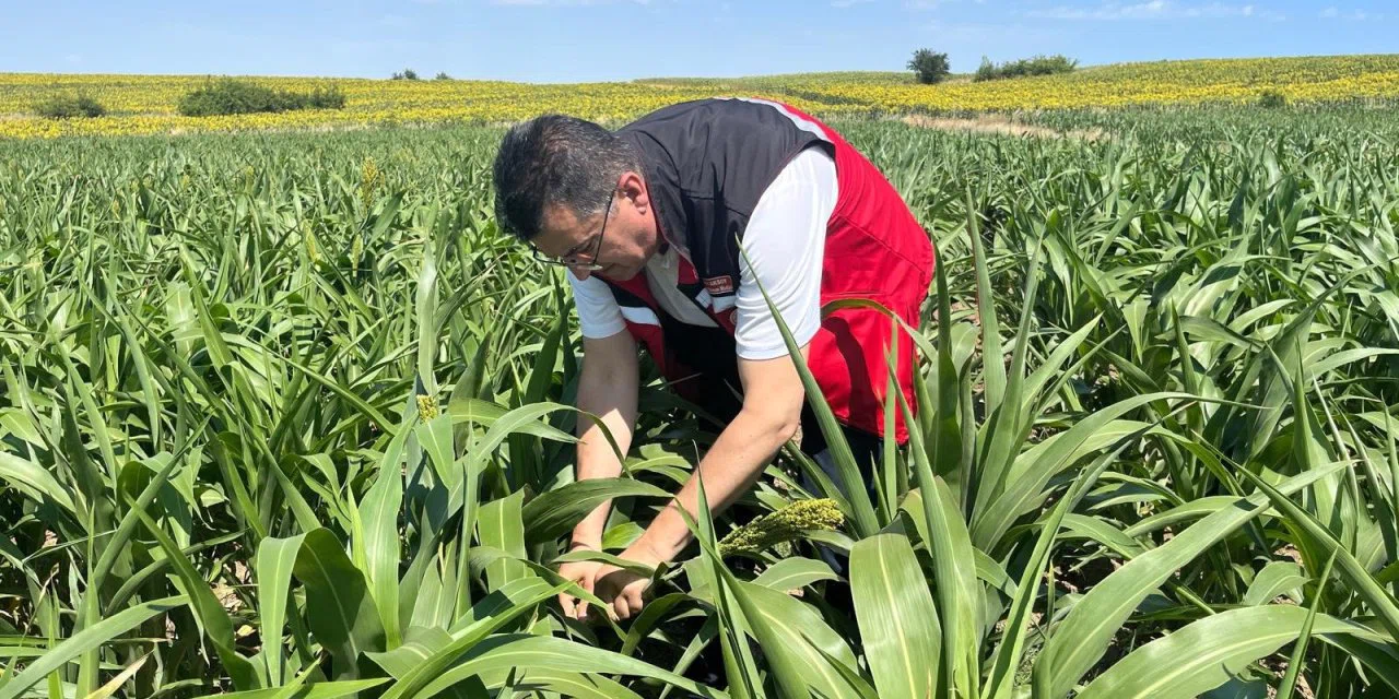 Konya’da hayvancılığın umudu bu otta. 40 günde 1 metre oluyor
