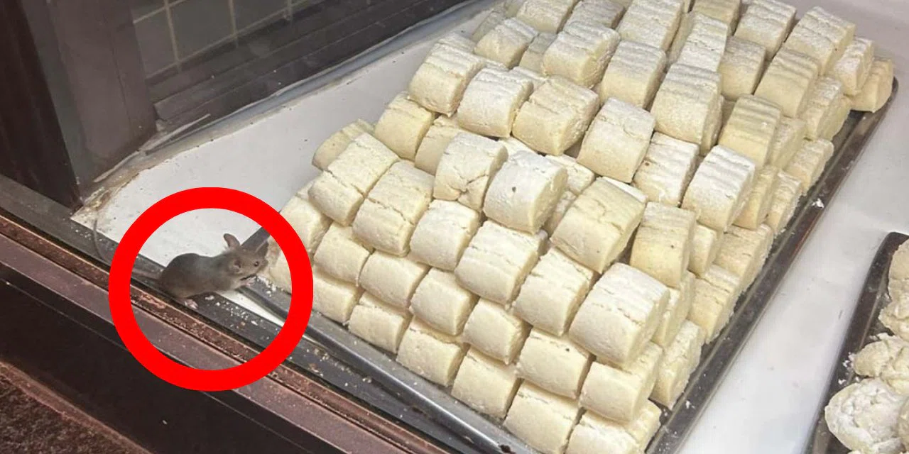 Konya'da fareli rezalet: Kurabiyelerin arasında dolaştı