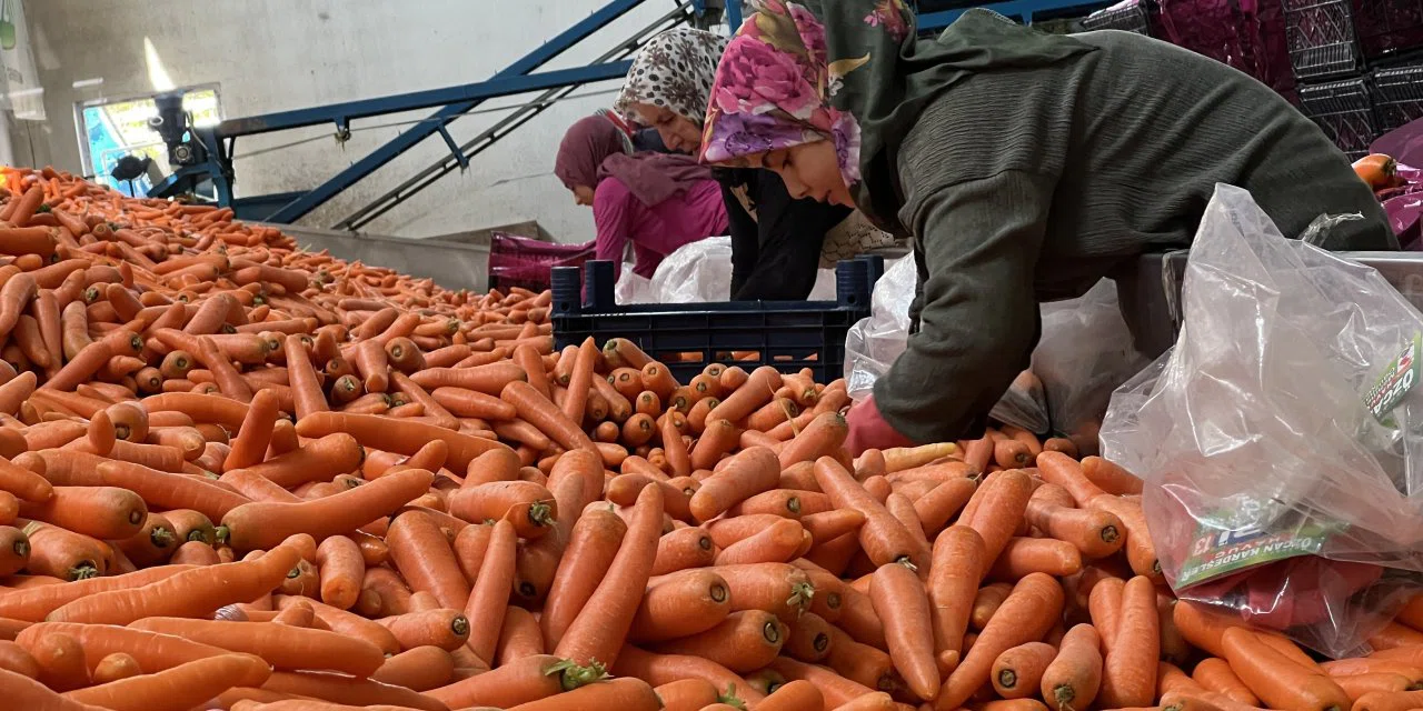 Konya'nın havucuyla ünlü ilçesinde seferberlik başladı
