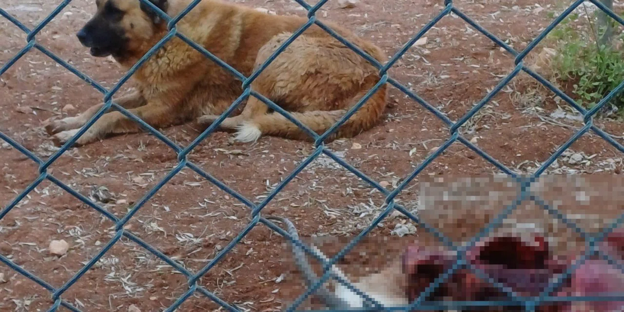 Başıboş köpek kaosu devam ediyor. Koruma altındaki türü katlettiler