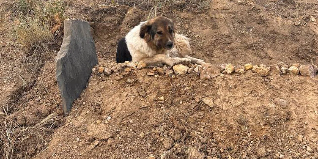Hakkari'de göz yaşartan bir Haçiko olayı: Ölen sahibinin mezarı başından ayrılmıyor