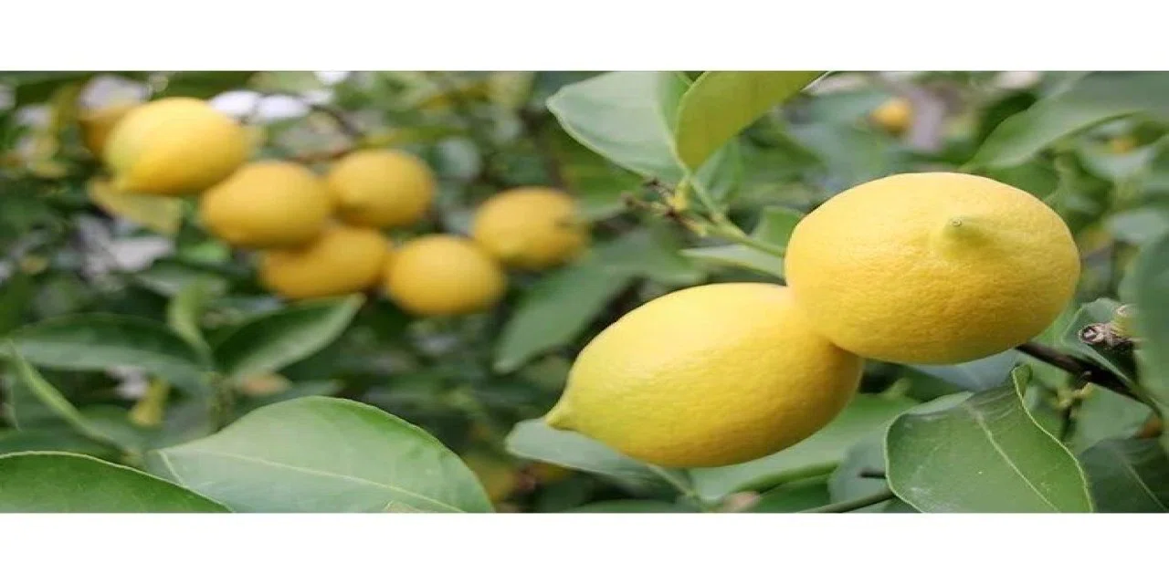 Limon bütün zamları solladı: Tane fiyatı dudak uçuklatıyor