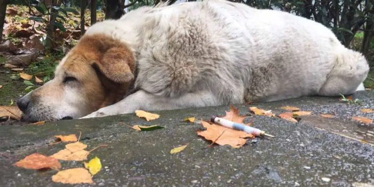 Köpek katliamıyla ilgili Başkan'dan açıklama