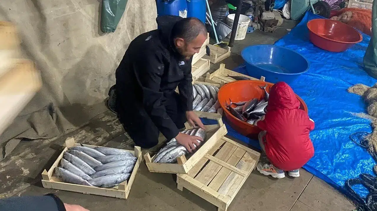 Deniz cömert davrandı: Binlerce palamut ağlarda