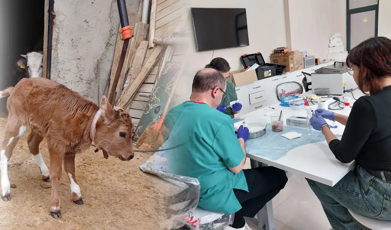 Aksaray'dan Konya'ya uzanan tarihi deney: Dünyada bir ilk gerçekleşti