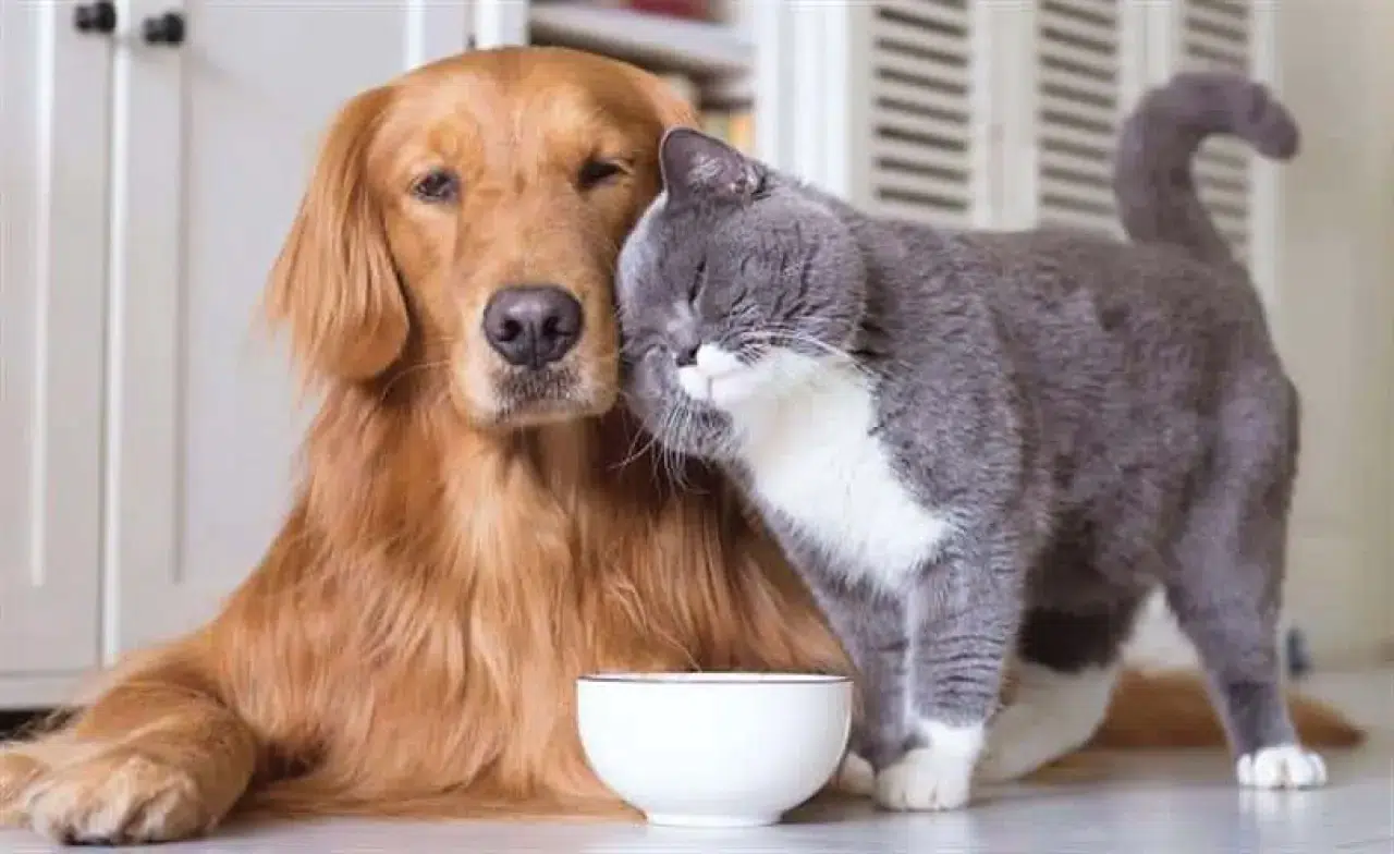 Her beş evden birinde kedi veya köpek var: Sitelerde "evcil hayvan" krizi