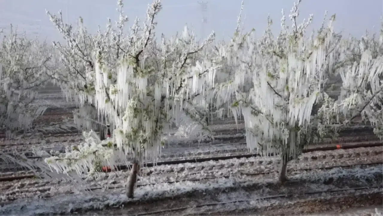Konya ve bölgedeki iller için Meteoroloji'den don uyarısı: Yağışlar sürecek