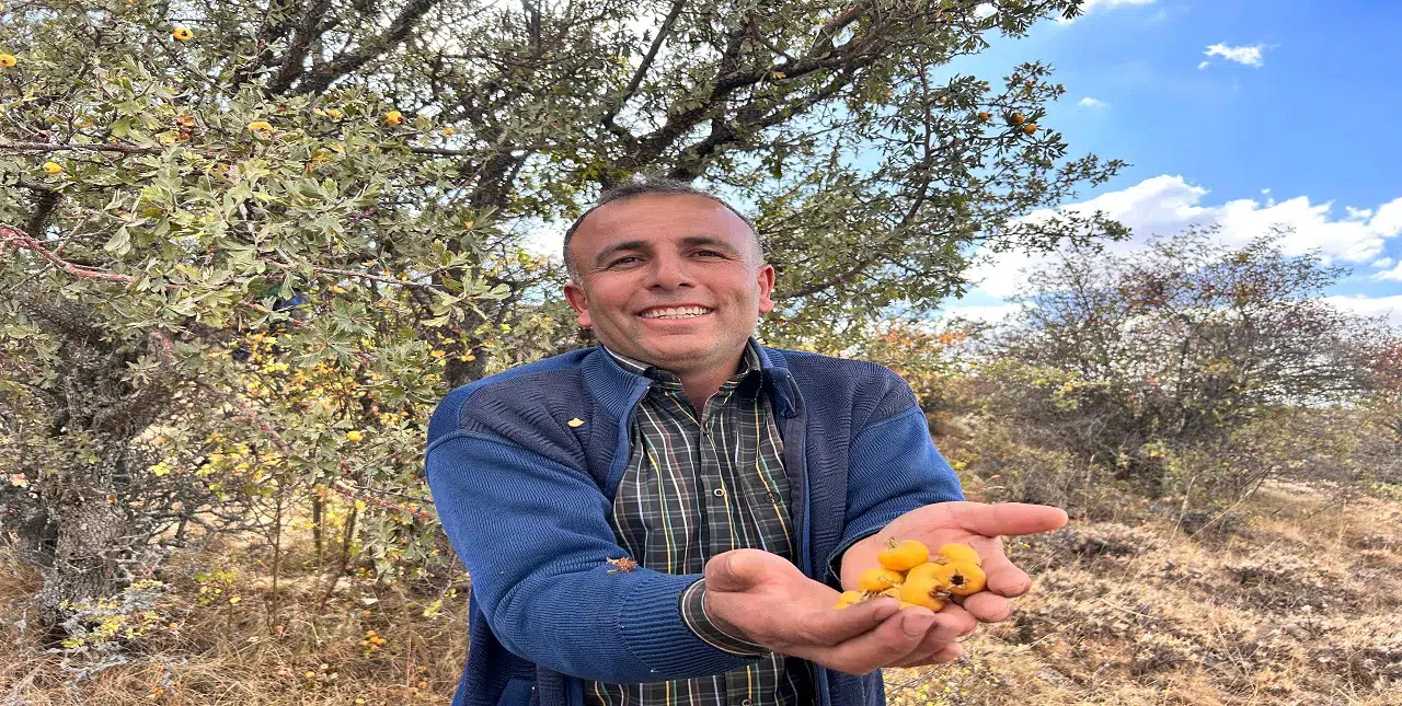Çok insan bilmez o şehrin dağlarında yetişen şifayı: "Alıç meyvesi hasadı başladı"