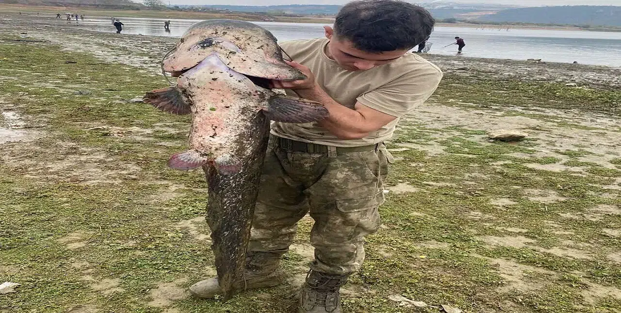 Tepkiler yükseliyor: Baraj kuruyunca dev balık avına çıktılar