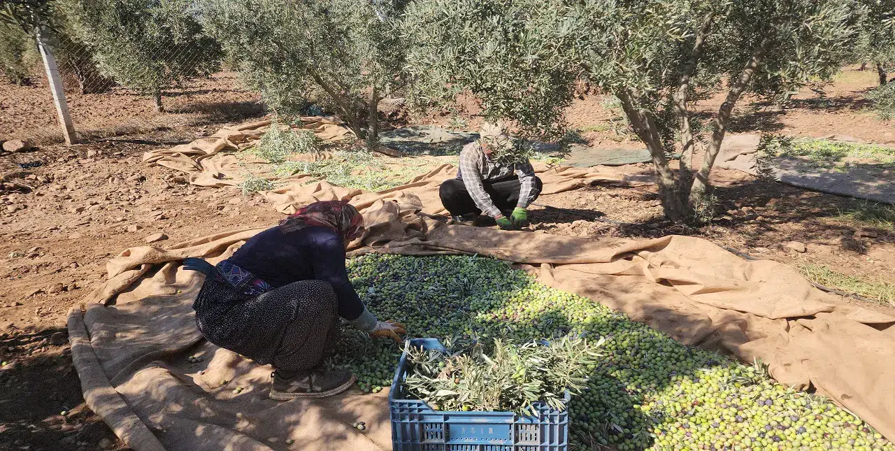 Sofralık zeytin: Tarlada kilosu 55 liradan alıcı buluyor