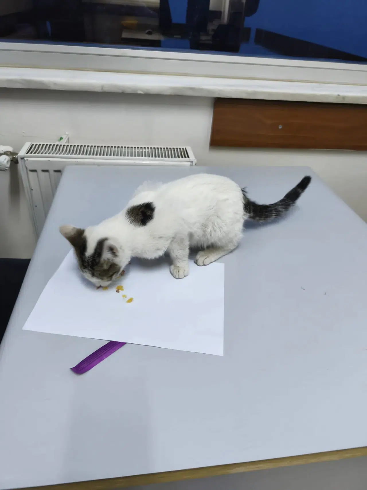Konya'da kediye şiddet uygulayan cani yakalandı