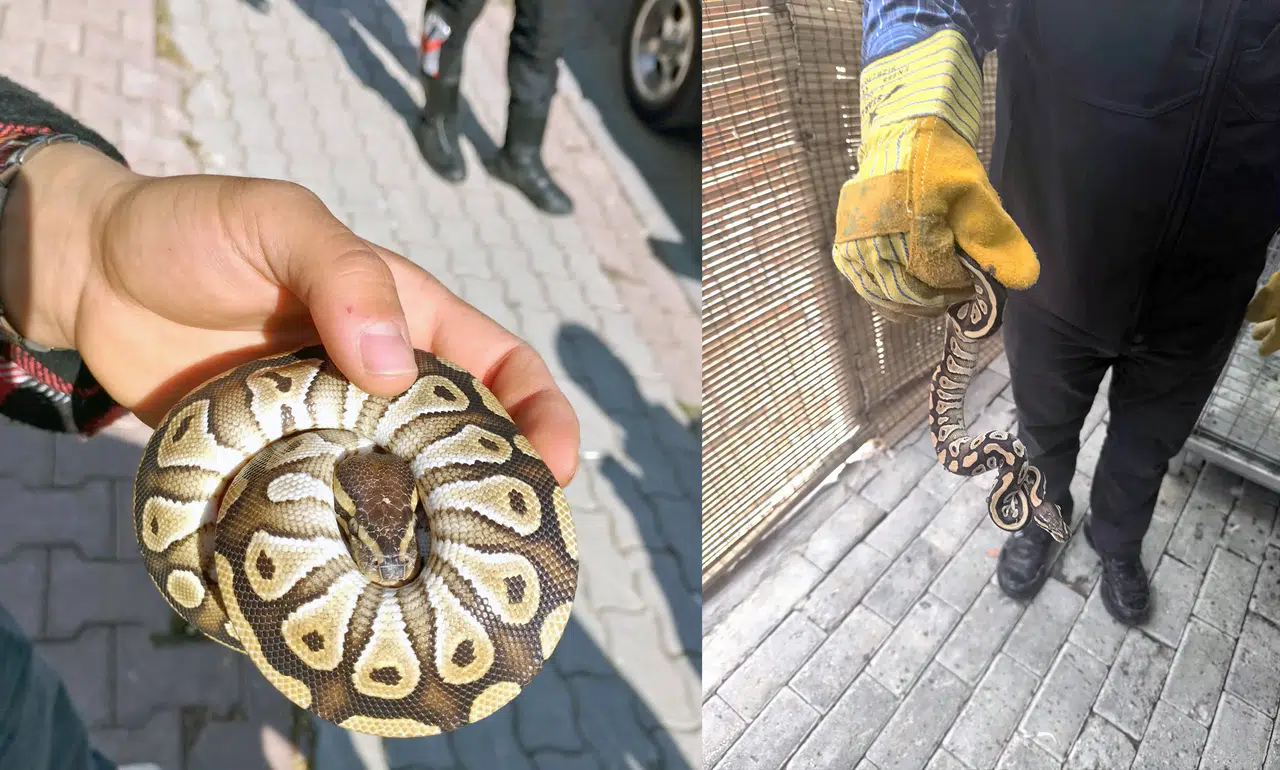 Konya'da akıl almaz olay! Cebinde piton yılanıyla geziyormuş