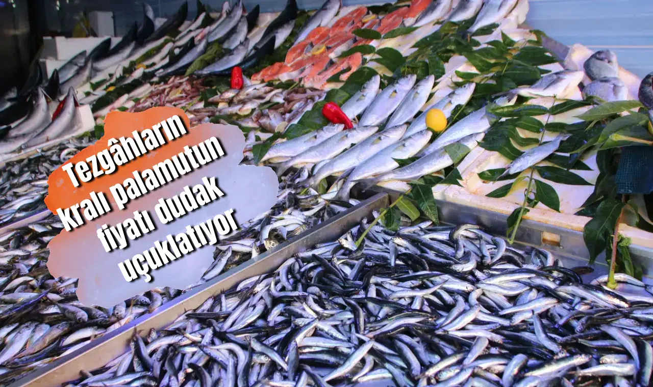 Tezgâhların kralı palamutun fiyatı dudak uçuklatıyor