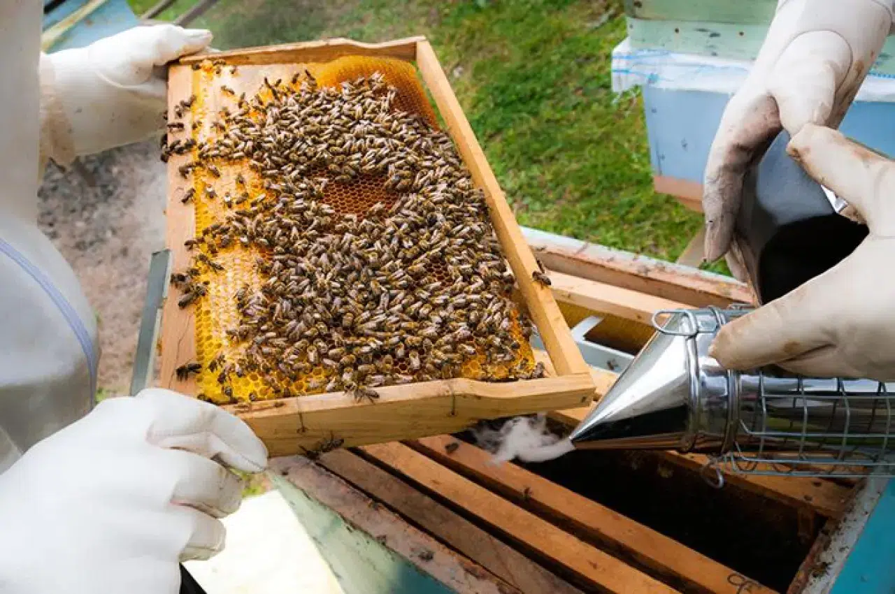 Propolis'i biliyor muydunuz? Binlerce yıllık gizli hazine ve şifa kaynağı