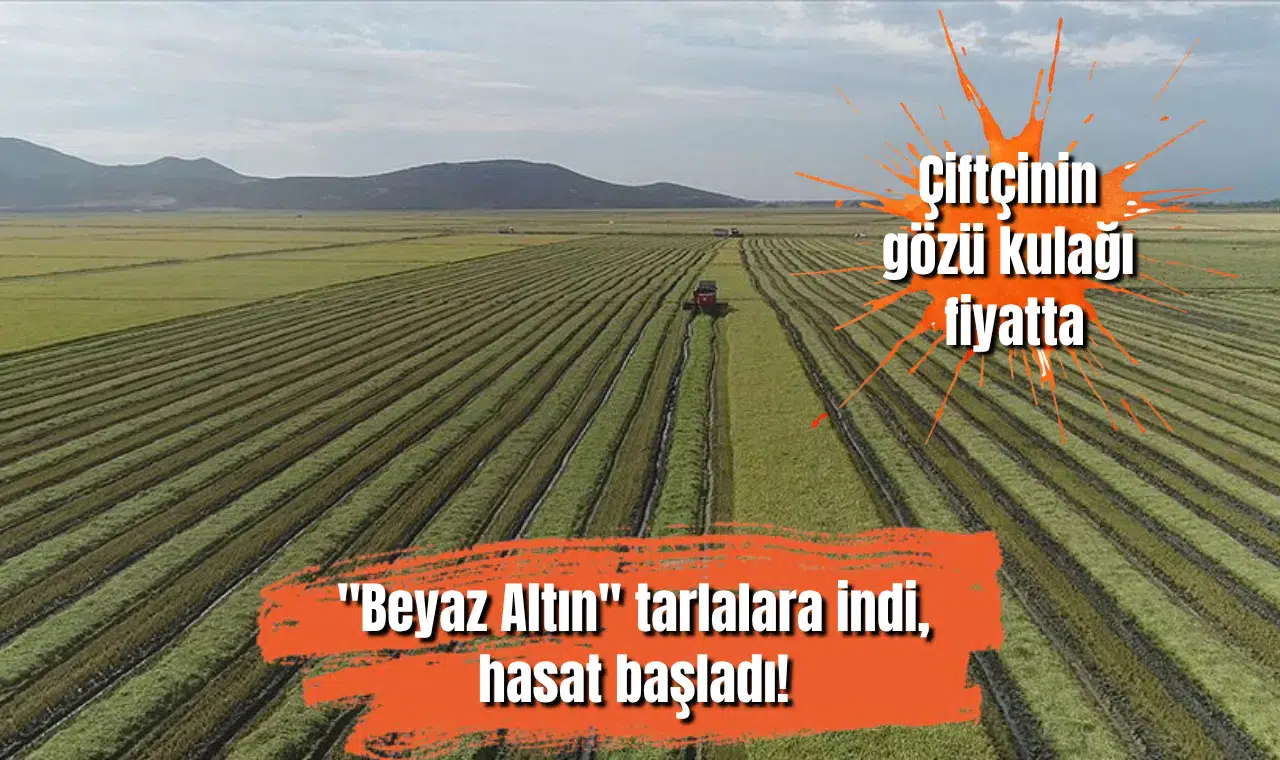 "Beyaz Altın" tarlalara indi, hasat başladı! Çiftçinin gözü kulağı fiyatta