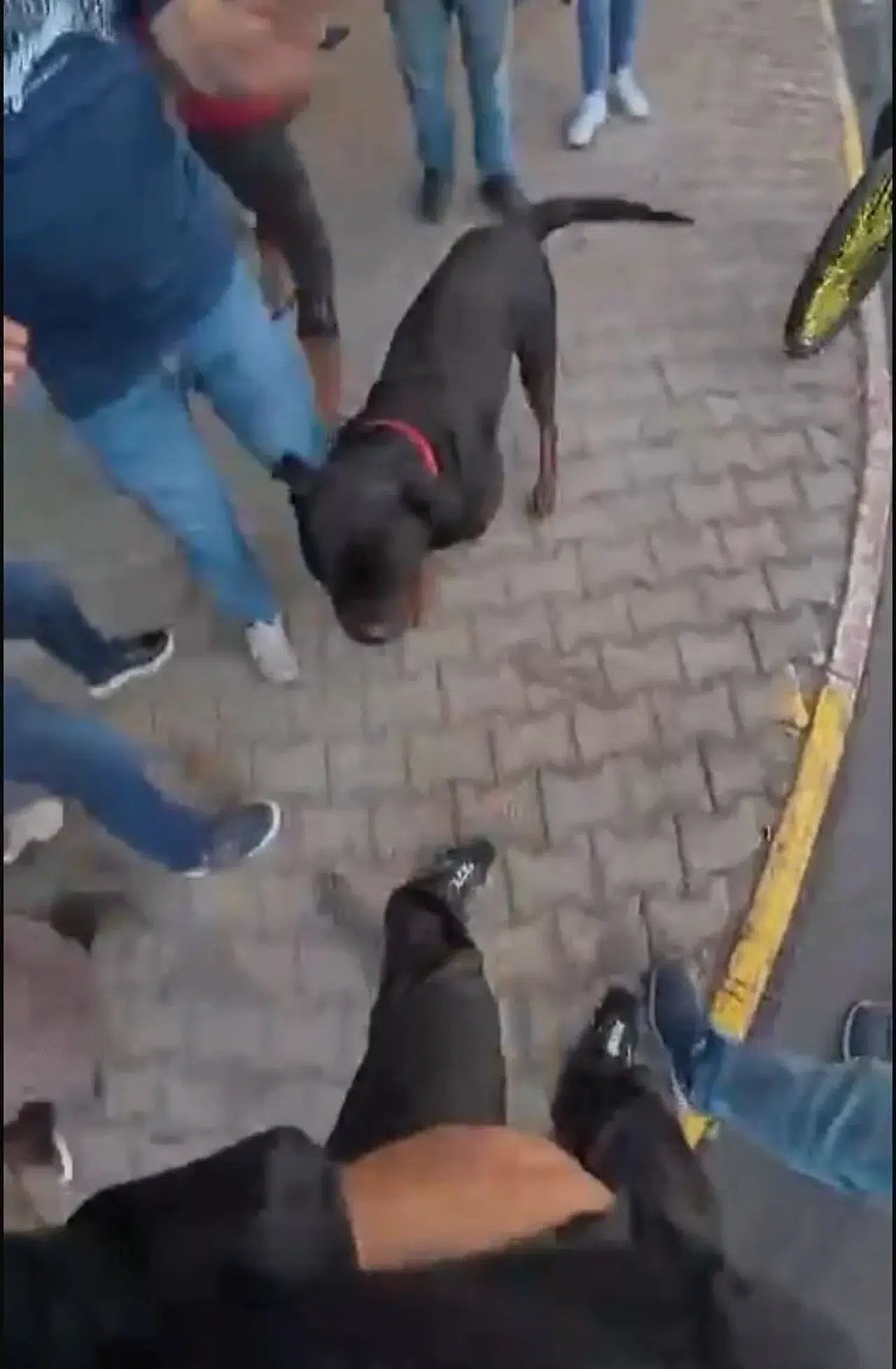 'Rottweiler' dehşet saçtı: Köpeği kimse durduramadı