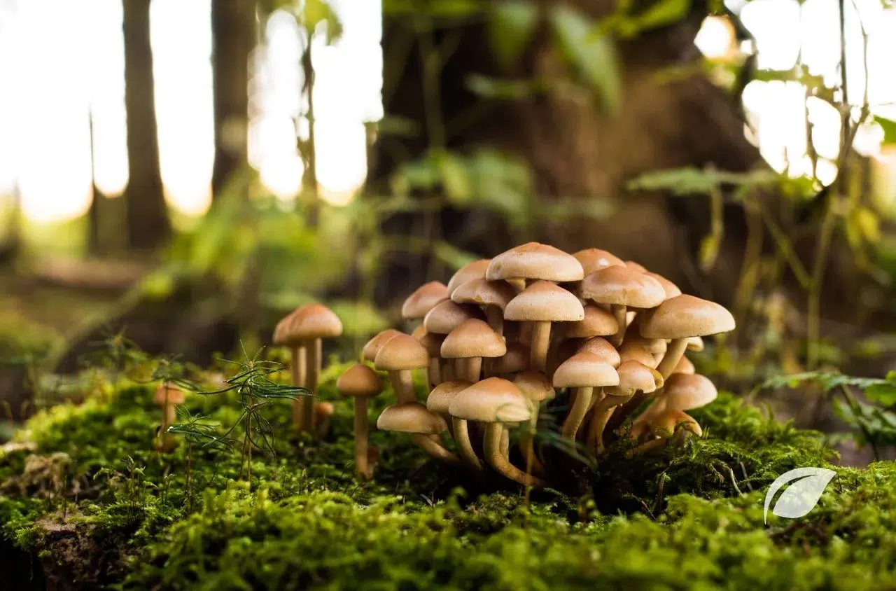 Konya'da sabahın ilk ışıklarında ormana gidiyorlar: Mantar avı sürüyor