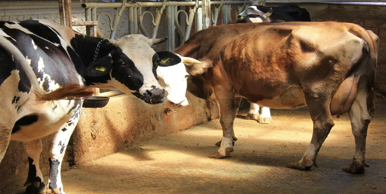 Şah hastalığıyla mücadele mi hayvanlara işkence mi: Küflü domates yedirip, idrar içiriyorlar