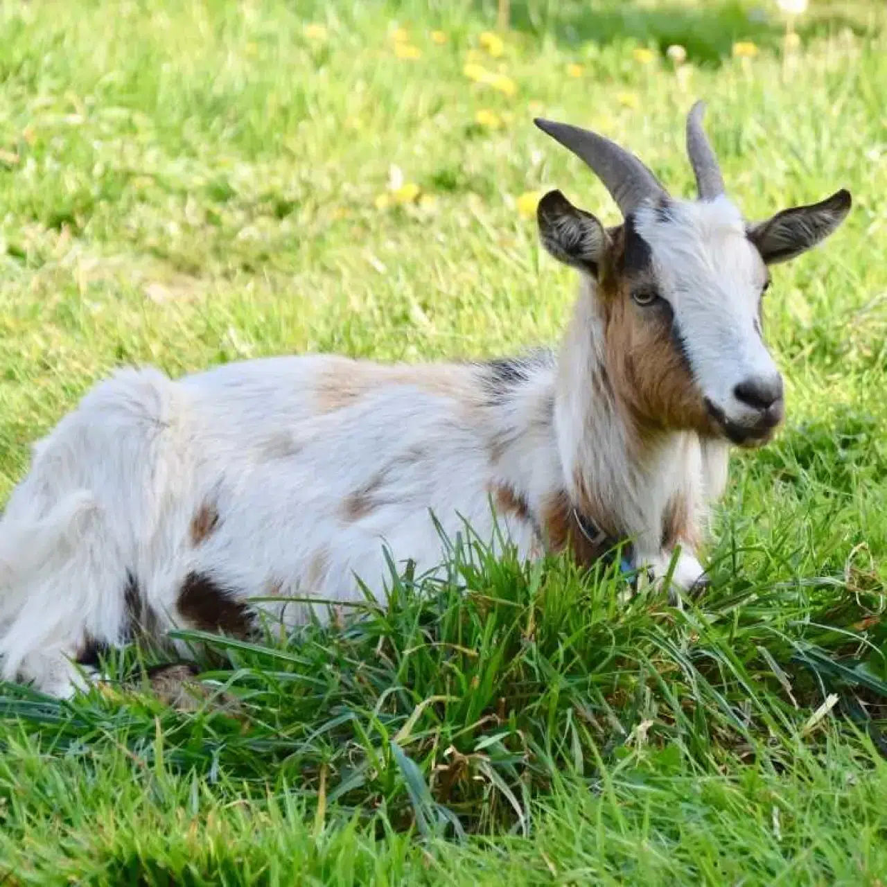20 teke, 105 keçi ile 155 erkek ve 70 dişi çebiç: TİGEM'den keçi ihalesi