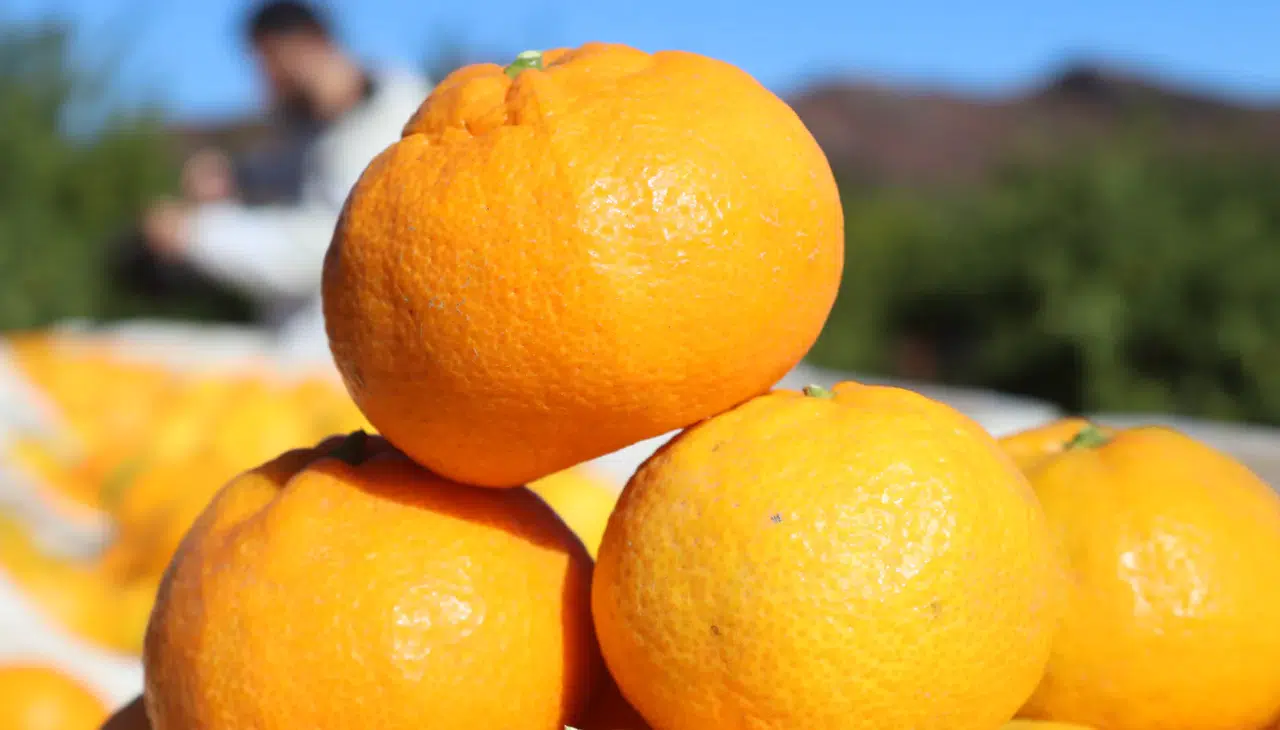 Satsuma mandalinasında hasat bolluğu: Kilosu 50 TL