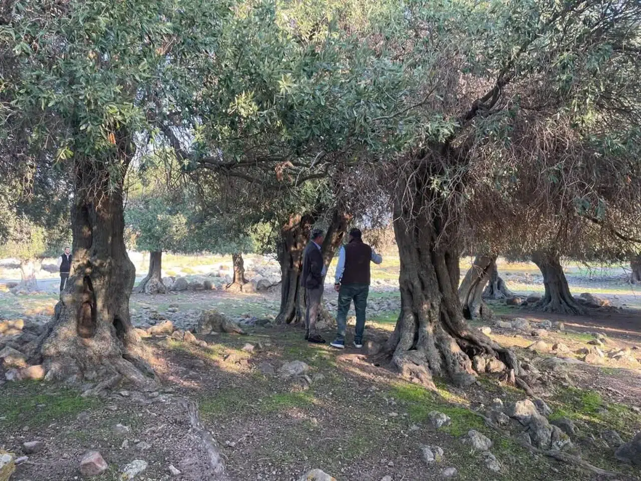Bu ağaçlar tam tamına bin yaşında: Yaşıtları İspanya ve İtalya'da