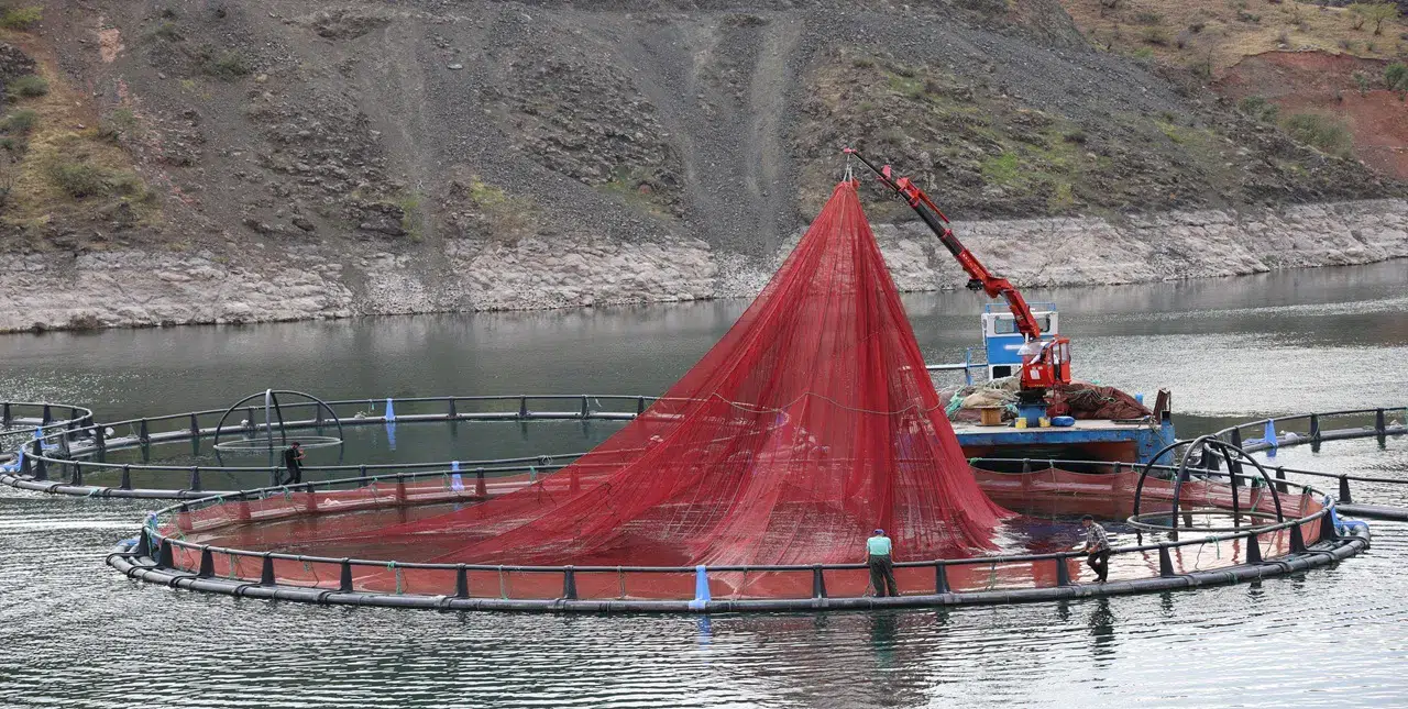 Denizi yok ama: 500 ton üretiliyor