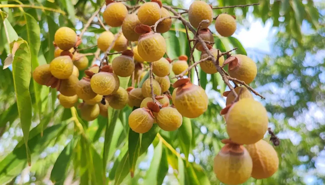 Bu ceviz sabun gibi gibi köpürüyor, deterjan gibi temizliyor