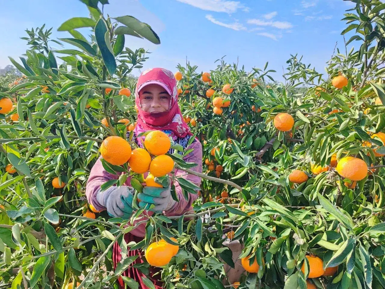 Kilosu 3 liraya düşen mandalina dalında çürüyor: Tarım işçileri grevde