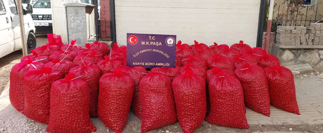 Bu da ceviz hırsızı: 1 ton cevizi çaldı