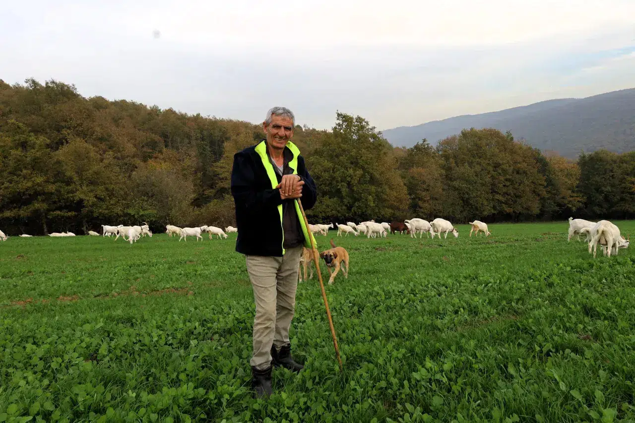 Besiciler için bedava ot: Yüzü gülen üreticinin günlük kârı 800 lira