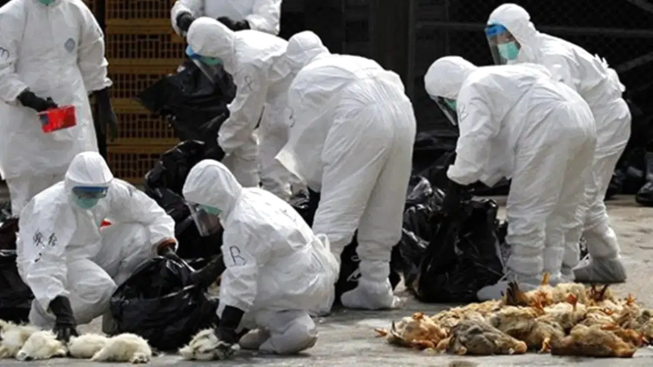 Kuş gribi alarmı: 2 milyondan fazla kümes hayvanı itlaf edildi