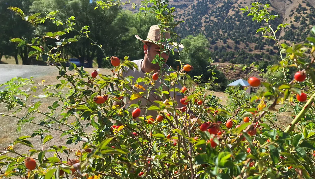 Dağların şifa deposu kırmızı hazinesi için hasat zamanı