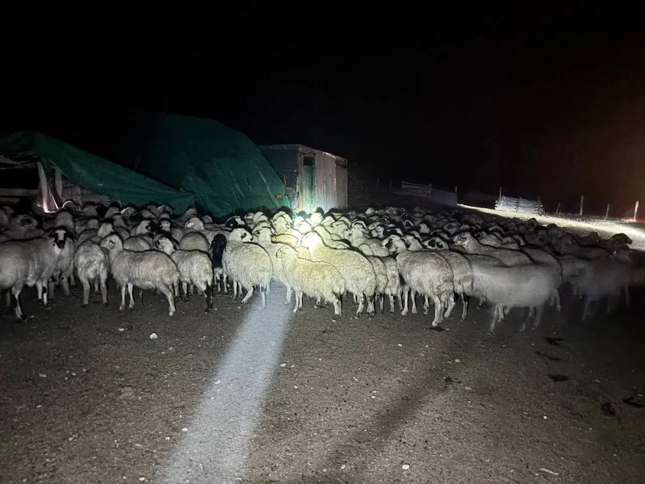 Buna en çok çoban sevindi: Sisi yaran dron arayıp buldu