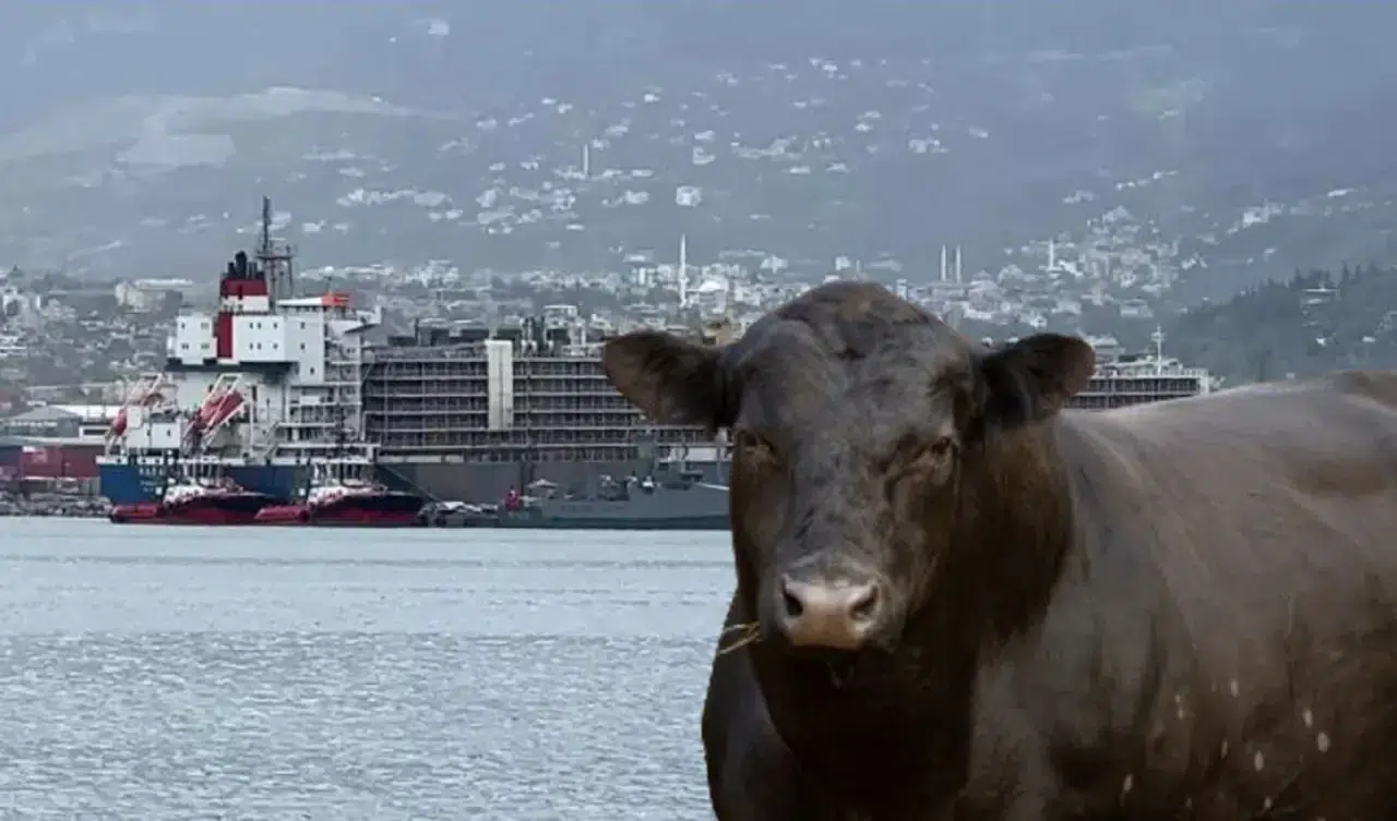 Büyükbaş sorunu: Türkiye, 2026’da 450 bin baş sığır, 70 bin ton et ithal edecek