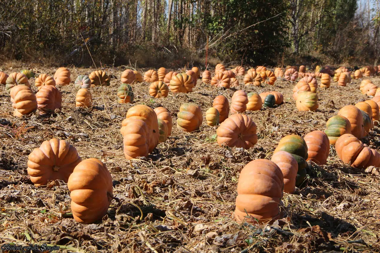 Konya’nın portakal renkli Muskatında hasat zamanı: Yüzler gülüyor