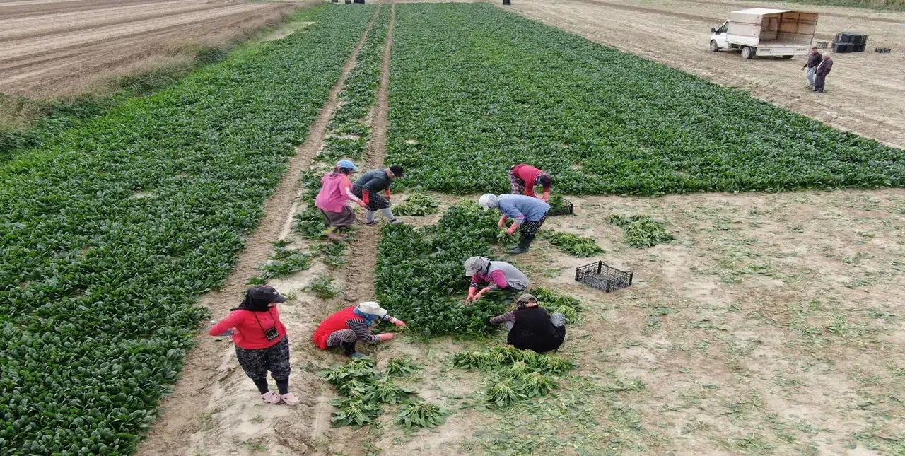 Bu yıl ıspanak bol: Hasadı kadınlar yapıyor