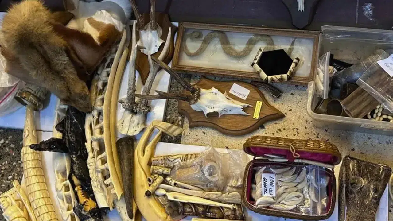 Fil dişi tespih, kurt dişi, caretta caretta kabuğundan tespih, aslan tırnağı: Polisten ilginç operasyon