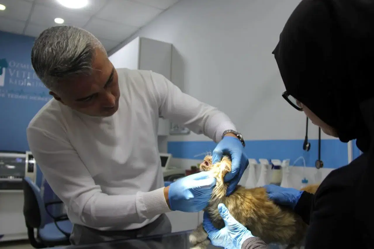 İnsana bulaşır mı? Yavru kedide AIDS tespit edildi