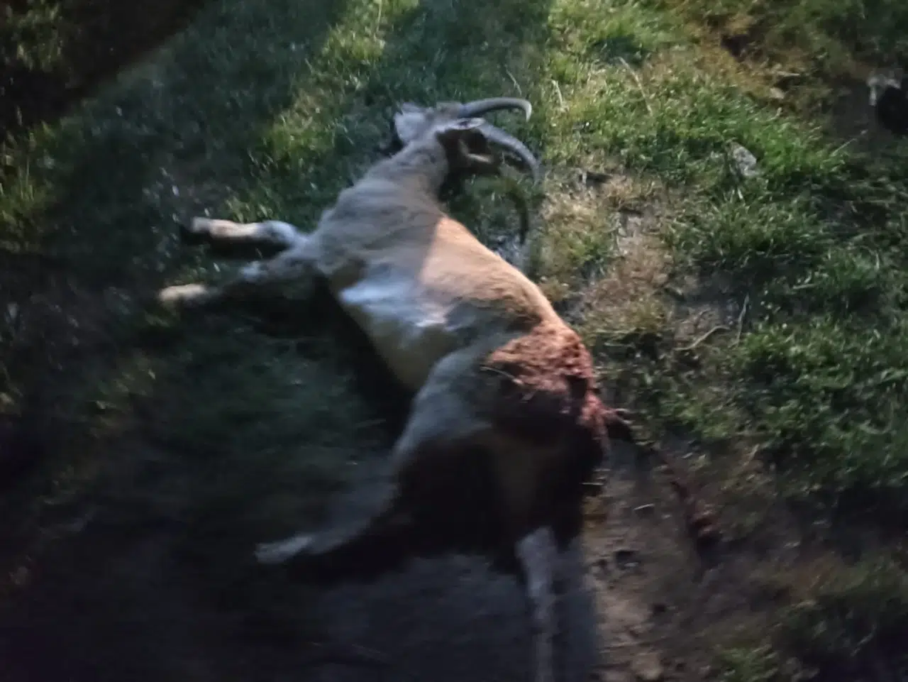 Konya'da koruma altındaki hayvanı vurdular: 2 milyon TL'ye yakın ceza