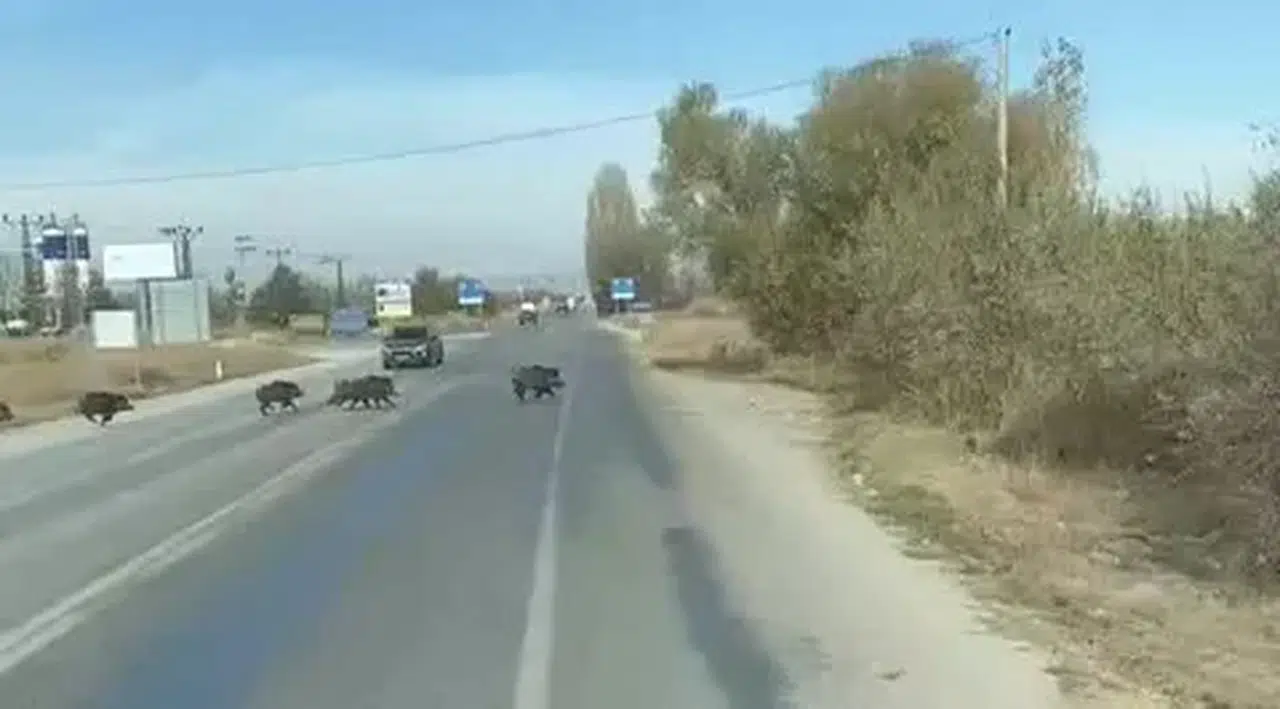 Konya'da karayolunu domuzlar bastı: Hayvanları gören frene bastı